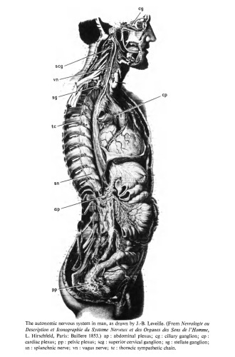 Structure of the Autonomic Nervous System