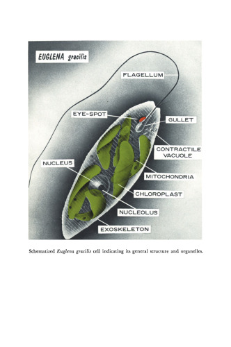 Euglena: An Experimental Organism for Biochemical and Biophysical Studies