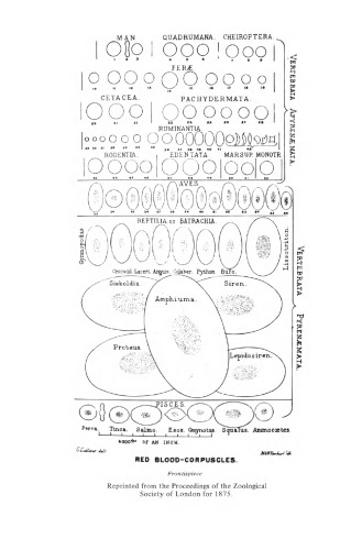 Comparative Mammalian Haematology. Cellular Components and Blood Coagulation of Captive Wild Animals