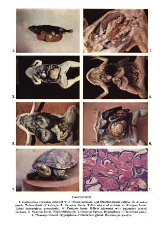 The Principal Diseases of Lower Vertebrates