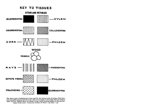 Anatomy of the Dicotyledons: Volume II: Wood Structure and Conclusion of the General Introduction