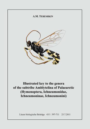 Illustrated key to the tribes of subtribe Amblyetina of Palaearctic (Hymenoptera, Ichneumonidae, Ichneumoninae, Ichneumonini).