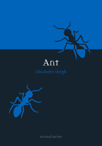 Ant