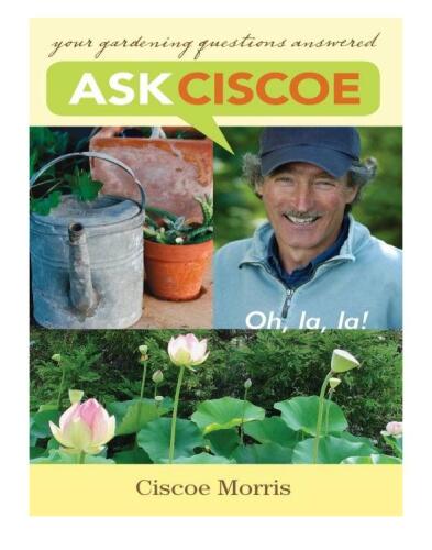 Ask Ciscoe: Oh, la, la ! Your Gardening Questions Answered