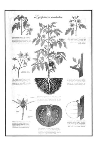 Tomato Production, Processing and Technology