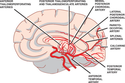 Anatomic Basis of Neurologic Diagnosis