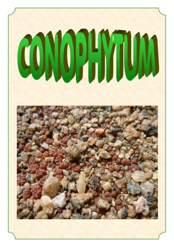 Conophytum