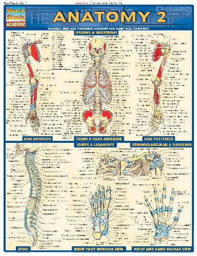 BarCharts QuickStudy Anatomy