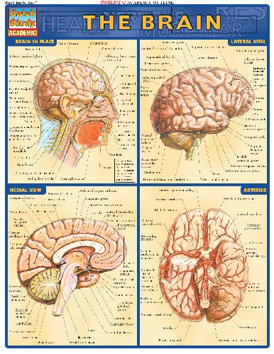 BarCharts QuickStudy Brain