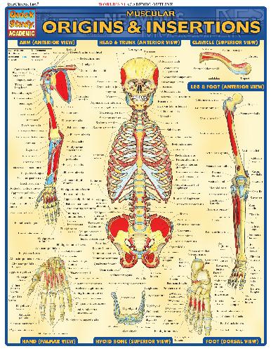 BarCharts QuickStudy Muscular Origins & Insertions