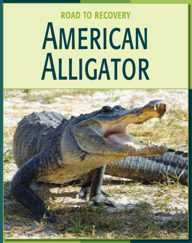 American Alligator