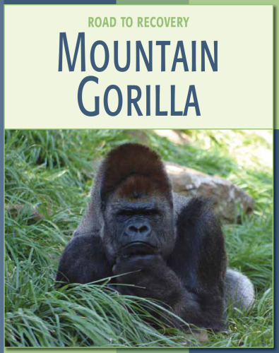 Mountain Gorilla