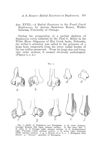 A radial exostosis in the fossil canid Daphoenus