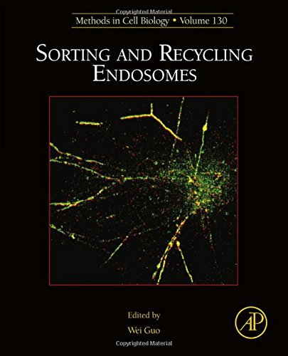 Sorting and recycling endosomes