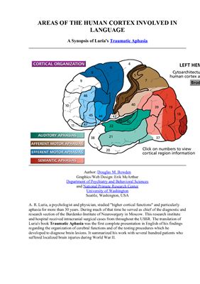 Areas of the human cortex involved in language