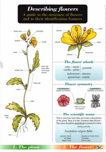 Describing Flowers: A guide to the structure of flowers and to their identification features