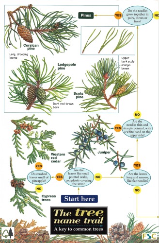 The Tree Name Trail A key to common trees