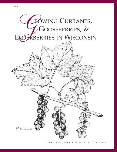 Growing Currants, Gooseberries, and Elderberries