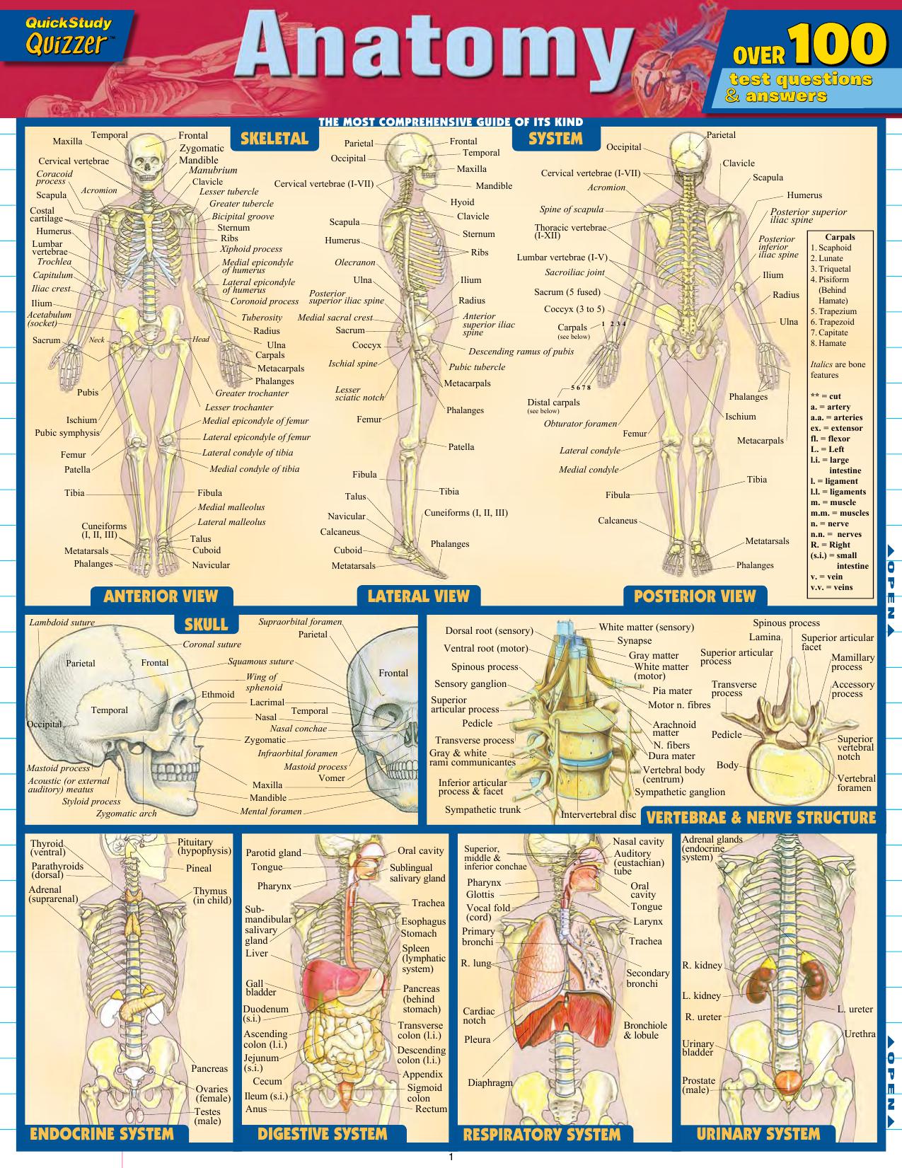 Anatomy Quizzer