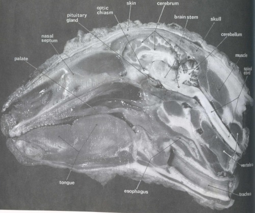 The Sheep Brain: A Basic Guide