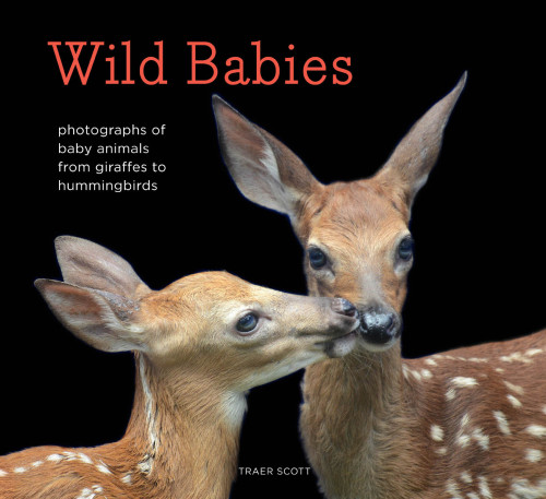 Wild Babies: Photographs of Baby Animals from Giraffes to Hummingbirds