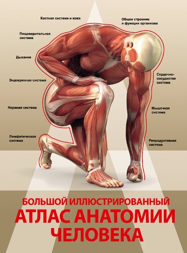 Большой иллюстрированный атлас анатомии человека: [16+]