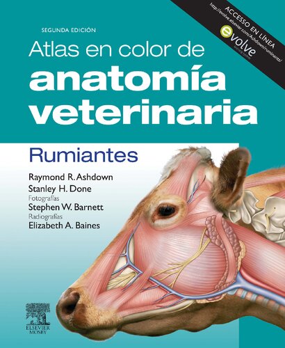 Atlas en color de anatomía veterinaria. Rumiantes