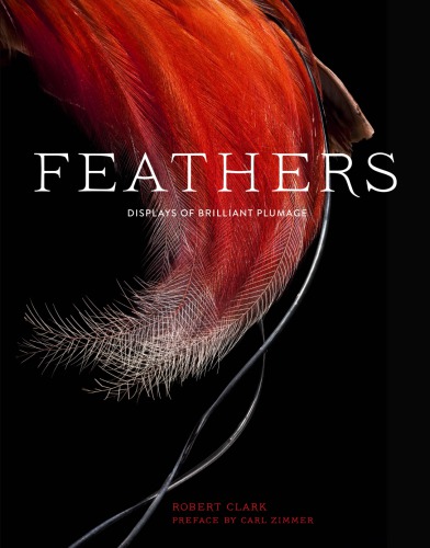 Feathers: displays of brilliant plumage