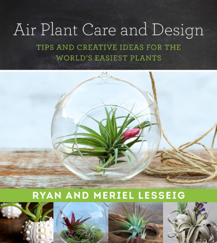 Air plant care and design: tips and creative ideas for the world's easiest plants