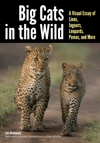 Big cats in the wild: a visual essay of lions, jaguars, leopards, pumas, and more