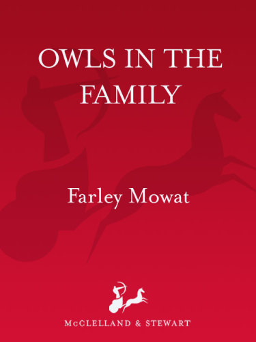 Owls in the Family