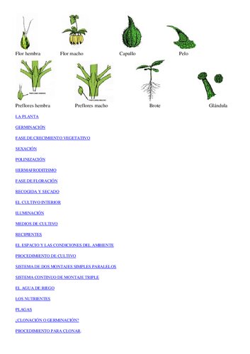 Microsoft Word - Cultivo de la marihuana - Manual básico de agricultura