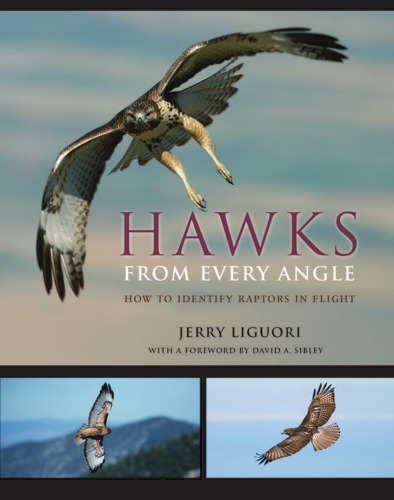 Hawks from Every Angle: How to Identify Raptors in Flight