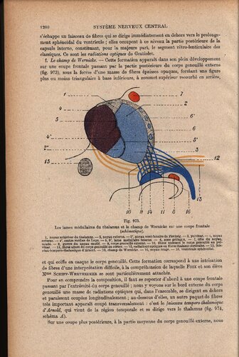 Traite d'anatomie humaine (part 3)