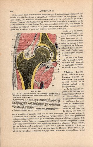 Traite d'anatomie humaine (part 2)