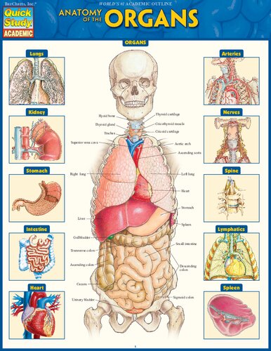 Anatomy of the Organs