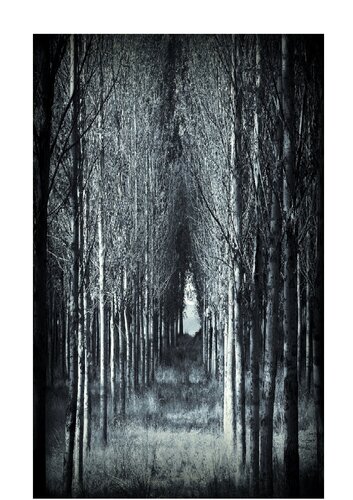 Os Enteógenos: breve manual de substâncias mágicas naturais