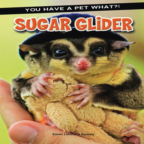 Sugar Glider