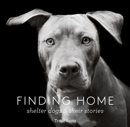 Finding Home: Shelter Dogs and Their Stories