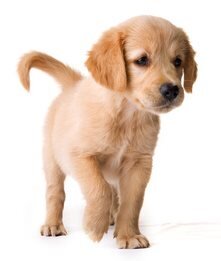 Puppy & Dog Training: An Easy, Fun and Rewarding Way to Train your Dog!