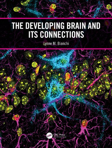 The Developing Brain and its Connections