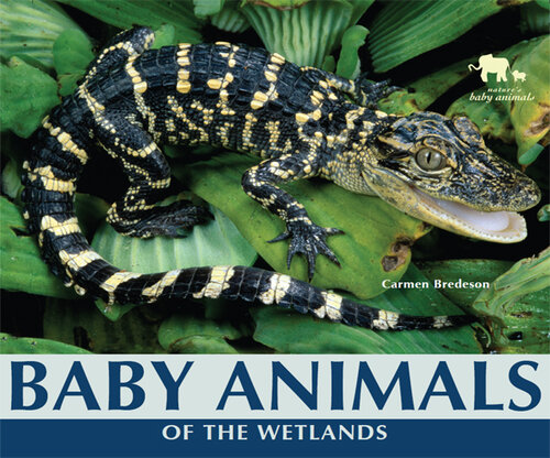 Baby Animals of the Wetlands