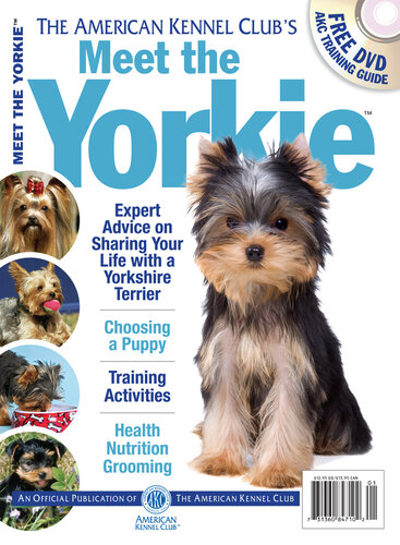 Meet the Yorkie