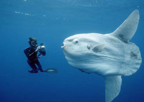 Underwater Photography (August/September 2004)