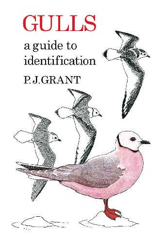 Gulls: A Guide to Identification