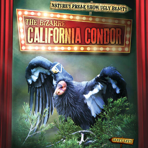 The Bizarre California Condor