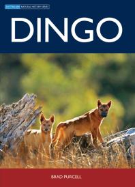 Dingo