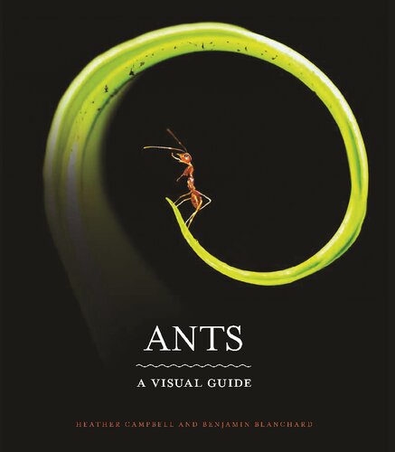 Ants. A visual guide