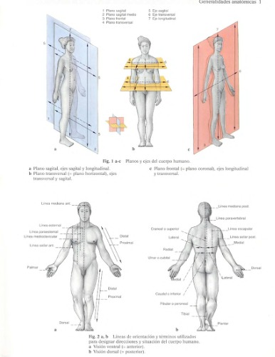 Human Anatomy For The Artist