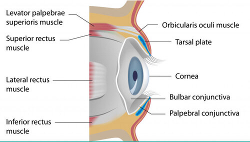 Eyelift Surgery and Recovery Diary: Ptosis, eyelifts, punctal plugs, and dry eyes